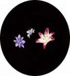 Gobo 1011