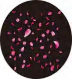 Gobo 1219