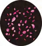 Gobo 1221