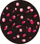 Gobo 1230