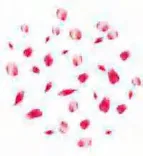 Gobo 1231