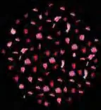 Gobo 1276