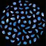 Gobo 1278