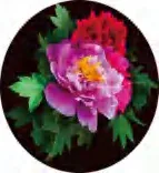 Gobo 1298