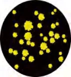 Gobo 1301