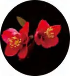 Gobo 1306