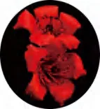 Gobo 1307