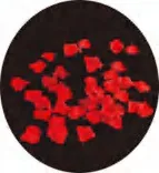 Gobo 1320