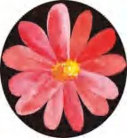 Gobo 1343