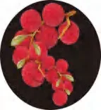 Gobo 1347