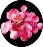 Gobo 1353
