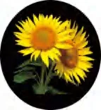 Gobo 1357