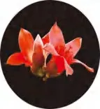 Gobo 1372