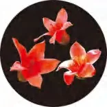 Gobo 1374