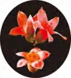 Gobo 1375