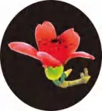 Gobo 1376