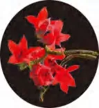 Gobo 1377