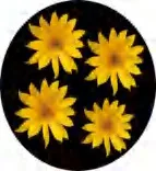 Gobo 1383