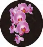 Gobo 1388