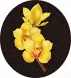 Gobo 1393