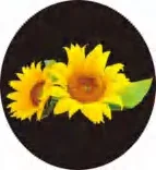 Gobo 1405