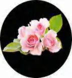Gobo 1446
