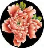 Gobo 1447