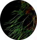 Gobo 1457