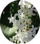 Gobo 1521
