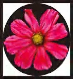 Gobo 1539
