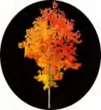 Gobo 1544