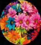 Gobo 1563
