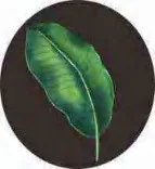 Gobo 1577