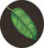 Gobo 1578