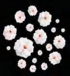 Gobo 1600