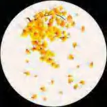 Gobo 1701