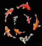 Gobo 1892