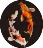 Gobo 1893