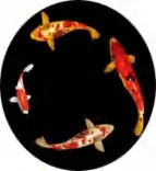 Gobo 1895