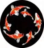 Gobo 1898