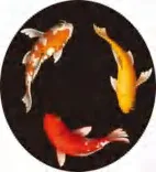 Gobo 1913
