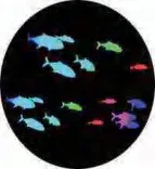Gobo 1929