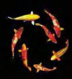 Gobo 1973