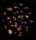 Gobo 2264