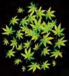 Gobo 2287