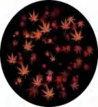 Gobo 2291