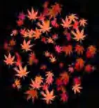 Gobo 2306