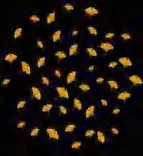 Gobo 2336