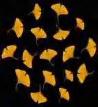 Gobo 2341