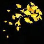 Gobo 2343